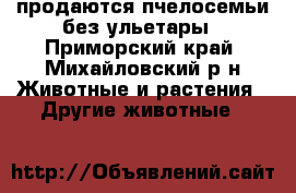 продаются пчелосемьи без ульетары - Приморский край, Михайловский р-н Животные и растения » Другие животные   